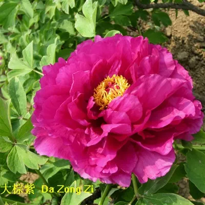 Разсад лилав божур