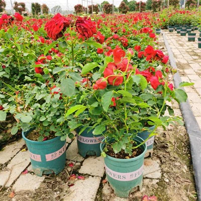 Разсад от рози