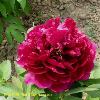 Дървовиден божур Bai Yuan Hong Xia